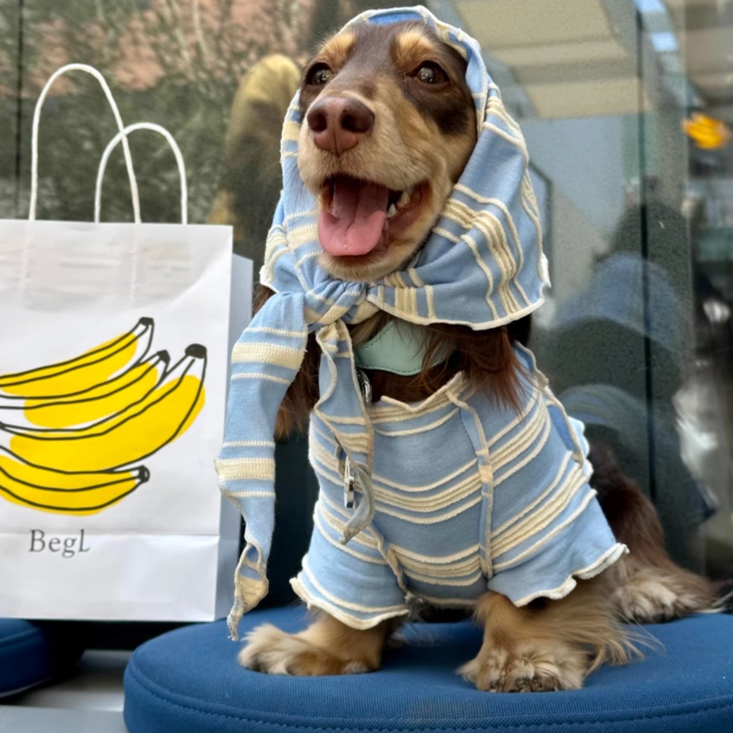 春光灑在條紋上|寵物衣 狗狗衣服 貓咪衣服 頭巾套裝 寵物服飾 寵物夏季衣服