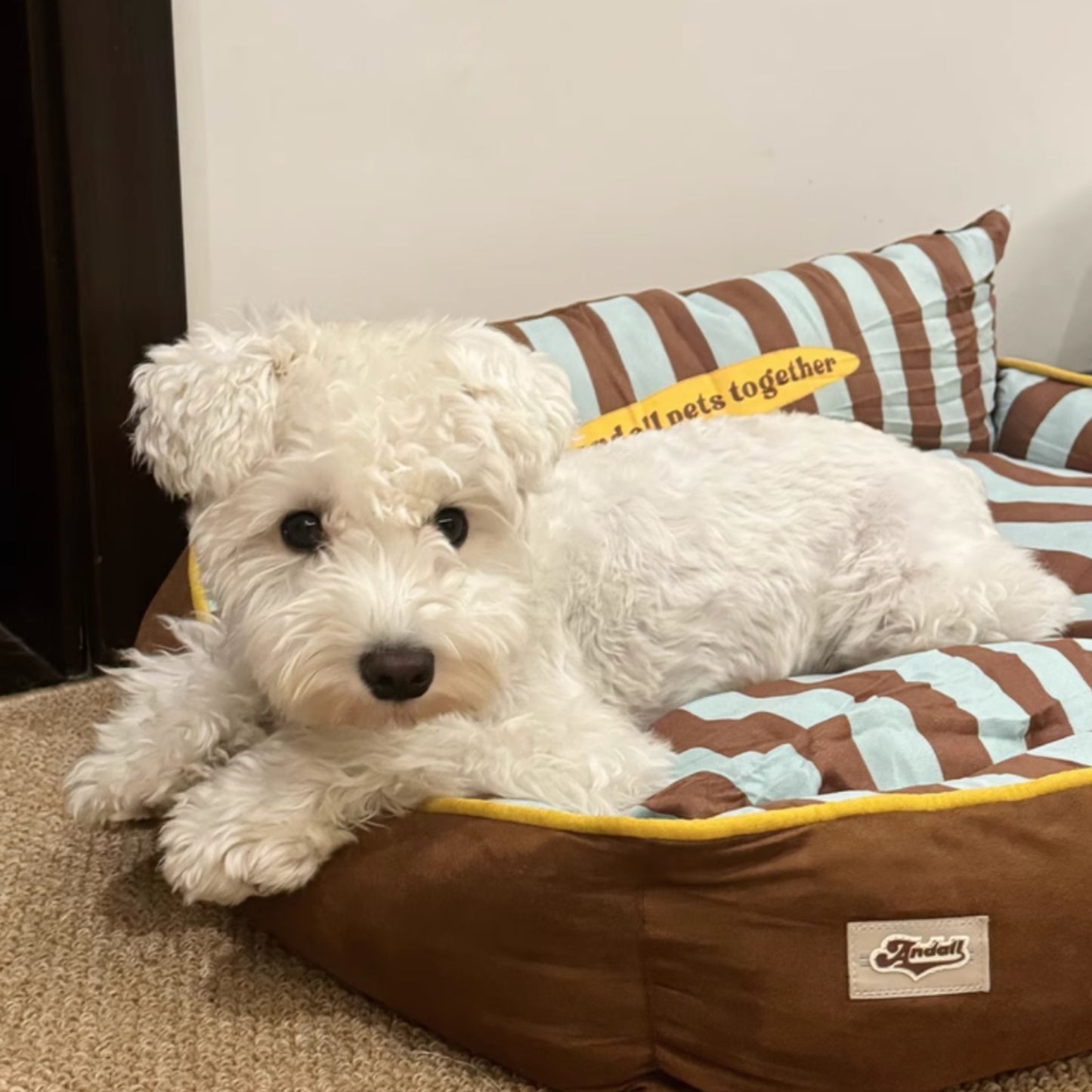 挪威的薄荷巧克力|設計師款寵物床 貓窩 狗窩 開放式貓窩 可拆洗 貓用 狗用 寵物軟墊