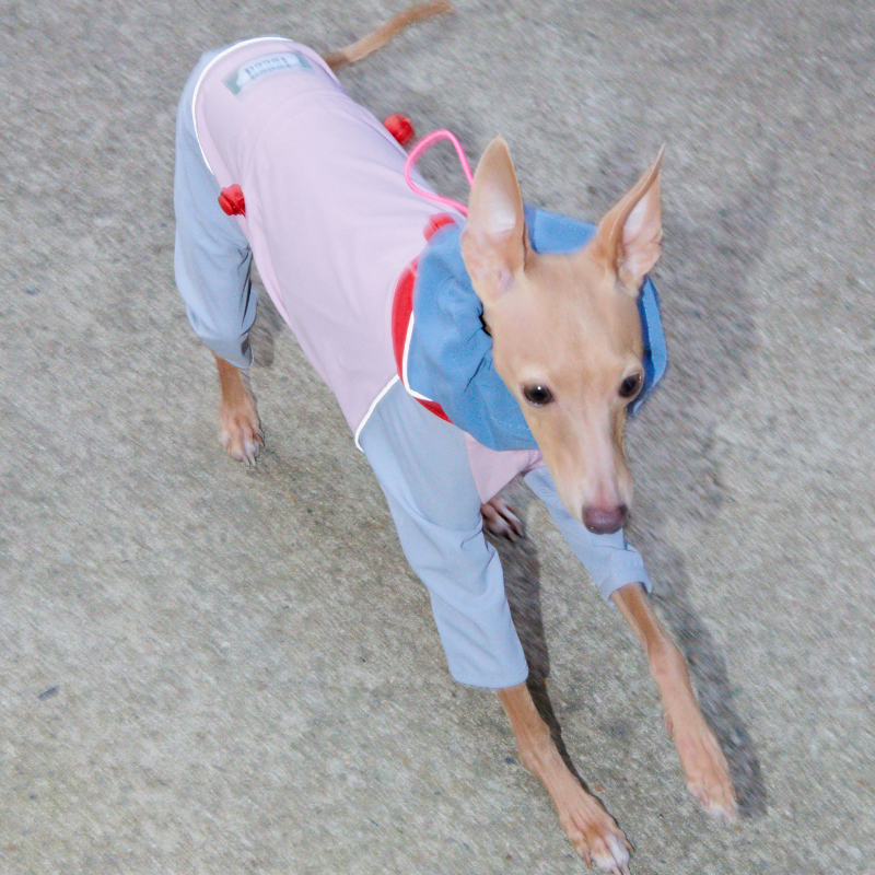 長腿狗狗的專屬｜設計師款寵物服飾 寵物衣服 狗狗雨衣  狗狗衝鋒衣 寵物全包雨衣 中小型犬雨衣