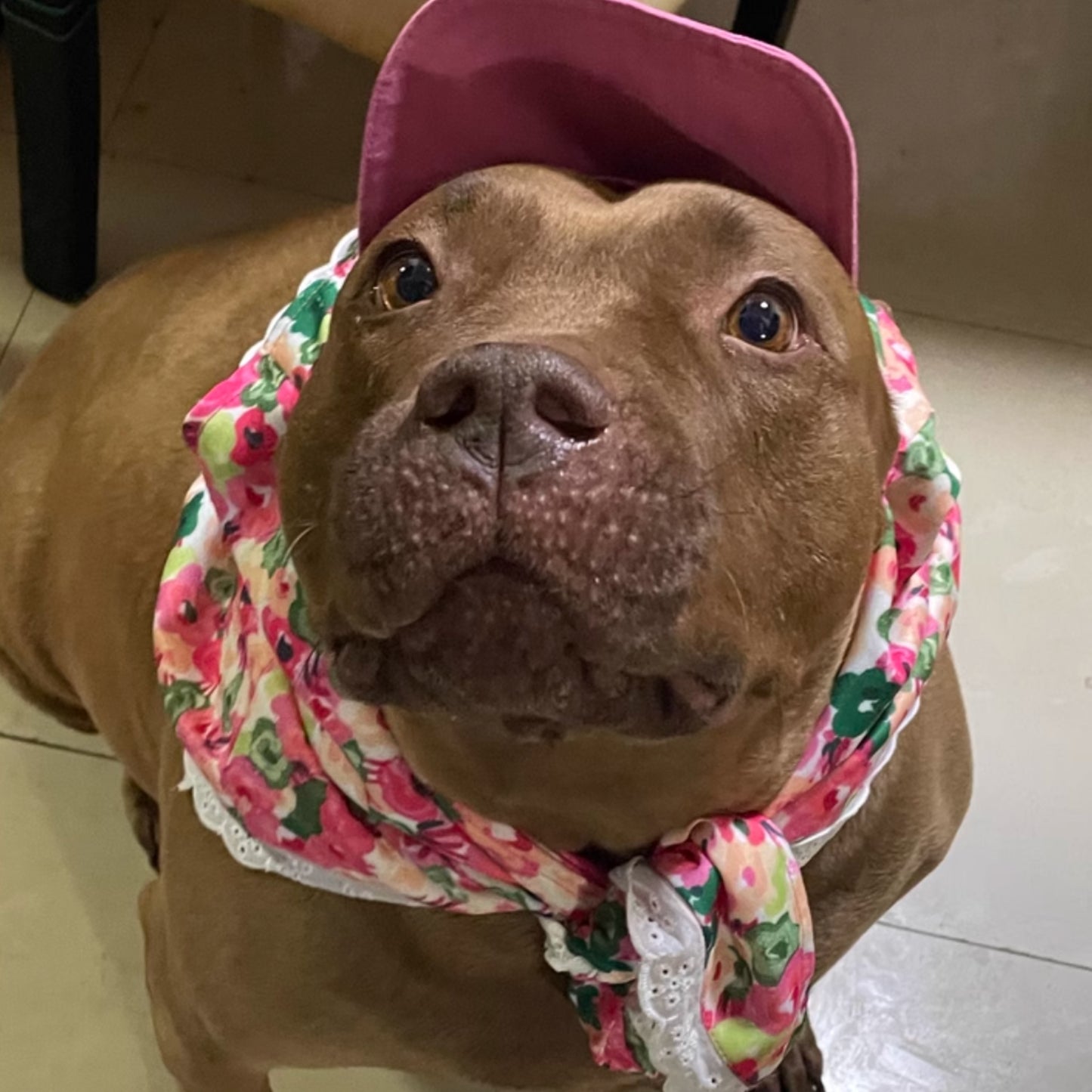 走在韓流最前線｜寵物帽子 寵物遮陽帽 狗狗帽子 棒球帽  中型犬 大型犬