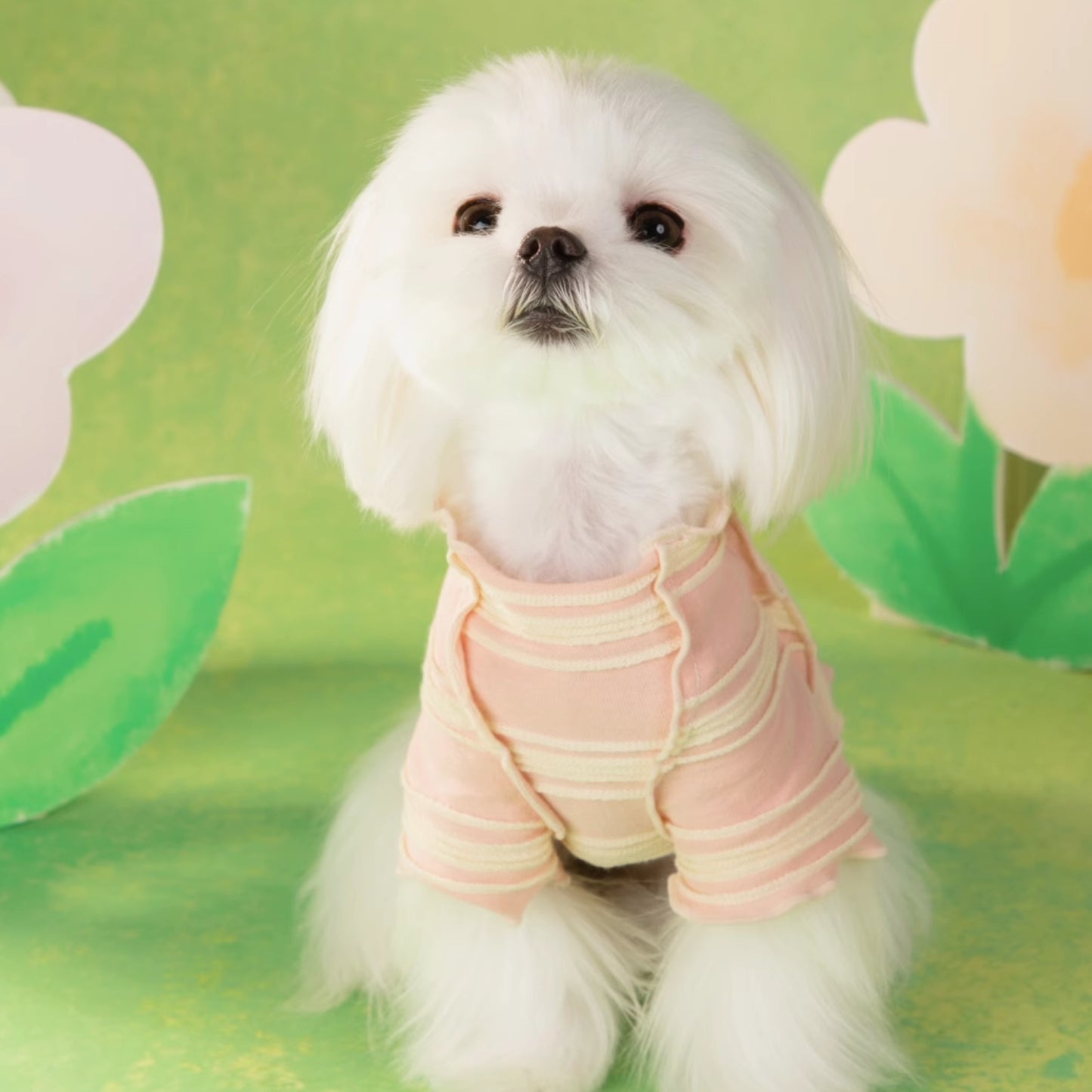 春光灑在條紋上｜寵物衣 狗狗衣服 貓咪衣服 頭巾套裝 寵物服飾 寵物夏季衣服