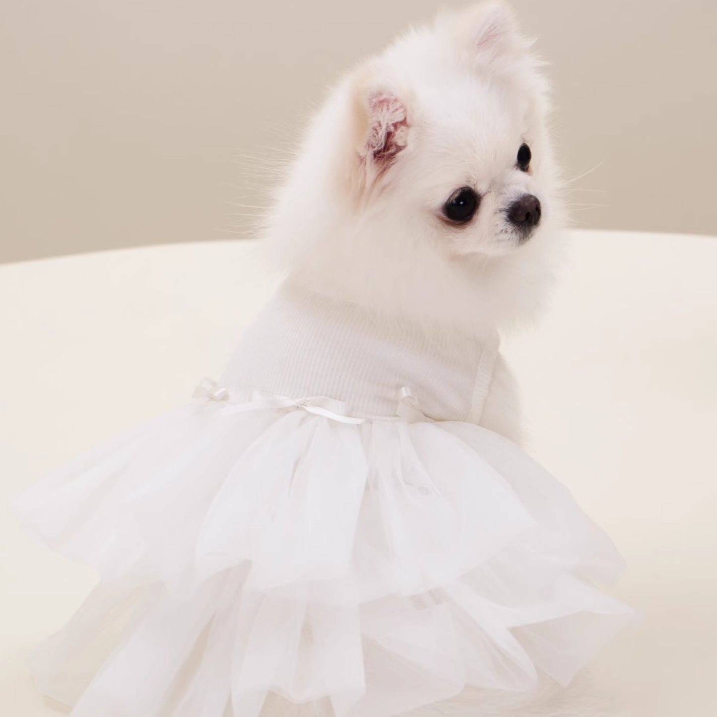盛開的絨絨花｜寵物衣服 寵物紗裙 婚紗裙 狗狗衣服 貓咪衣服 夏天衣服