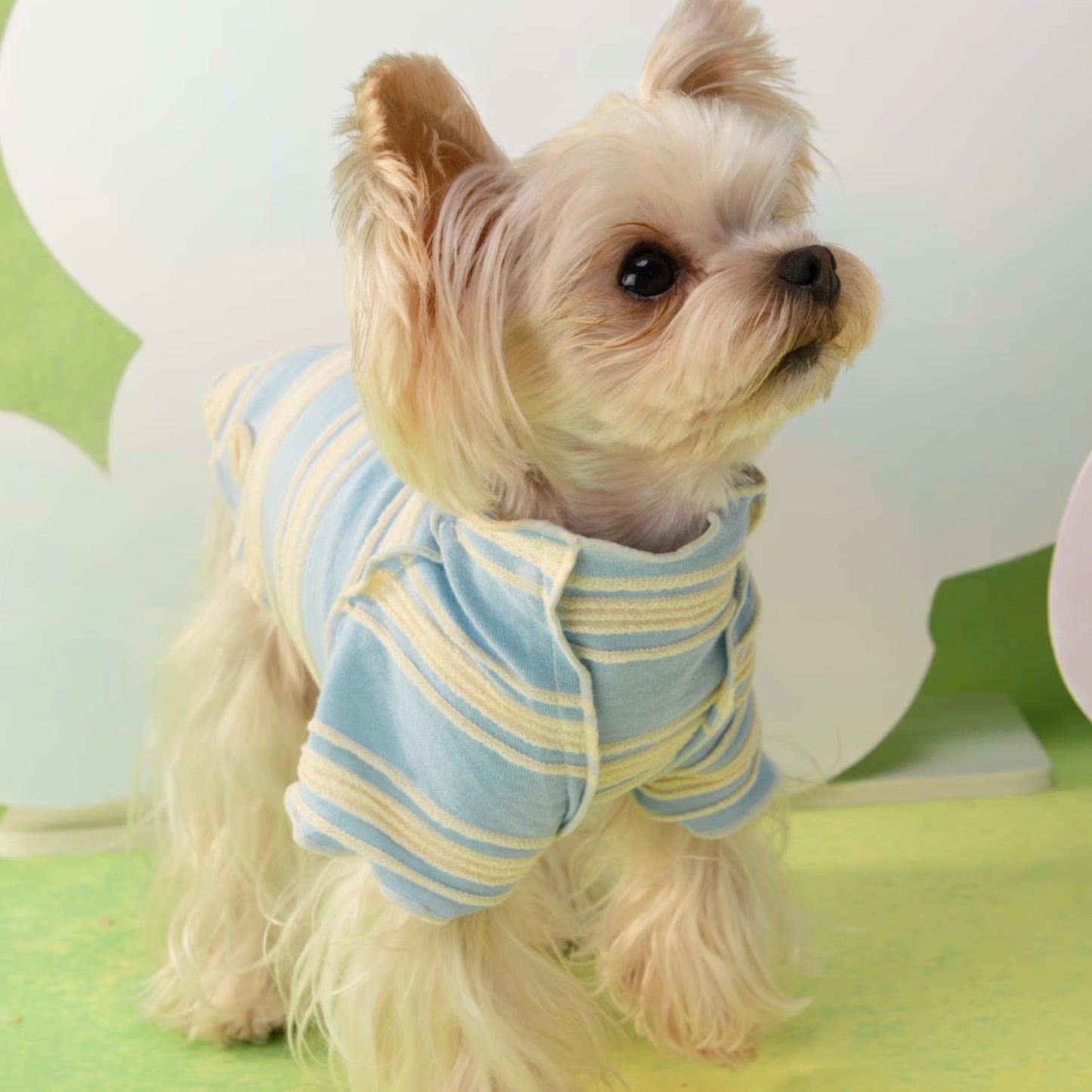 春光灑在條紋上｜寵物衣 狗狗衣服 貓咪衣服 頭巾套裝 寵物服飾 寵物夏季衣服